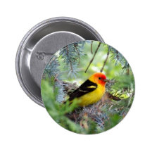 Western Tanager Buttons