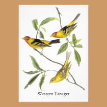 Western Tanager - John James Audubon invitations