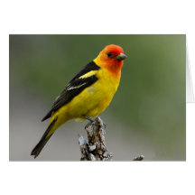 Western Tanager Photograph Cards
