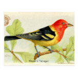 Western Tanager Postcard