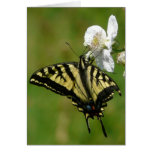 Western Tiger Swallowtail Butterfly