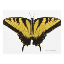 Western Tiger Swallowtail Butterfly Post Card