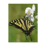Western Tiger Swallowtail Butterfly