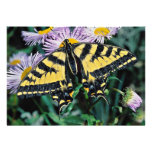 Western tiger swallowtail  flowers personalized announcement