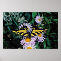 Western tiger swallowtail on pink aster  flowers posters