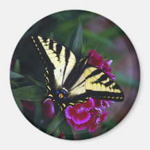 Western Yellow Swallowtail (2) Magnet