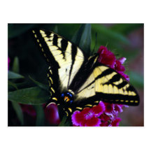 Western Yellow Swallowtail (2) Postcards