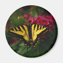 Western Yellow Swallowtail Fridge Magnet