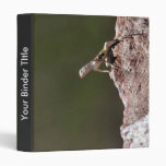 Western Zebra-tailed Lizard Binder