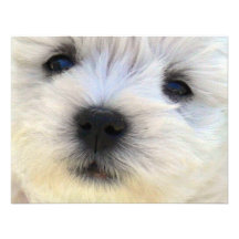 Westie Cartons D'invitation