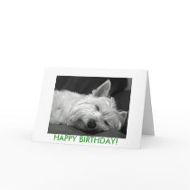Westie Dog Birthday Card