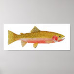 Westslope Cutthroat Trout Watercolor Print
