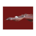 Wet Canna Lily leaf ~ postcard