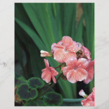 wet geraniums flyer design