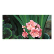 wet geraniums custom photo card
