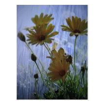 Wet marguerites. postcard
