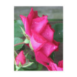 Wet Red Rose postcards
