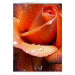 Wet Rose Cards