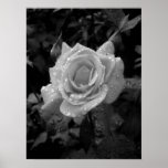 Wet Rose posters