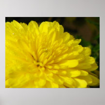 Wet Yellow  Mum Posters