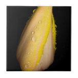 Wet Yellow Tulip Flower Tile