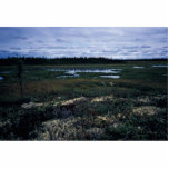 Wetland Landscape Photo Cut Outs