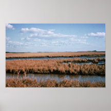 Wetlands, Blackwater National Wildlife Refuge Poster