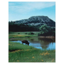 Wetlands with Buffalo Flyers