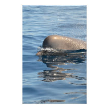 Whale and Reflection Customised Stationery