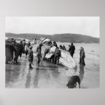 Whale at Neah Bay, Washington, 1910 Posters