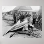 Whale Head, Alaska, early 1900s Posters