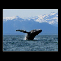 Whale Playtime; No Text postcards
