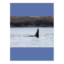 Whale: Resident Orca Whale Killer Whale Postcards