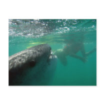 Whale Shark and Swimmer Post Card
