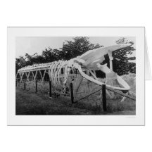 Whale Skeleton Alaska 1922 Card