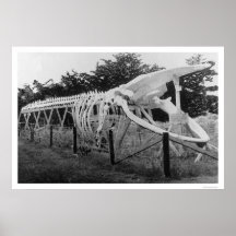 Whale Skeleton Alaska 1922 Posters