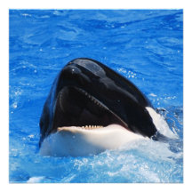 Whale Sounds Invitations