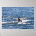 Whale Tail Poster