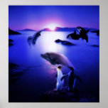 Whales dolphins penguins ocean sunset poster