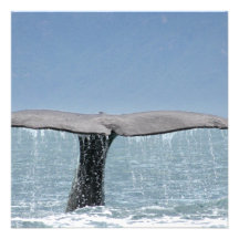 Whale's Tail Invitations