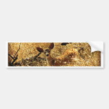 "What a Little Doll" Fawn Bumper Sticker