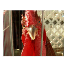 What are you lookin' at?? post cards