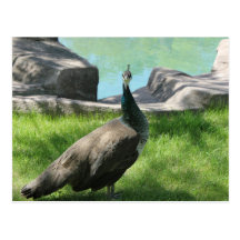 What are you looking at Peahen Postcard