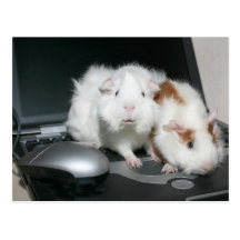 What chat room? postcard