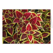 What Colour Greeting Card