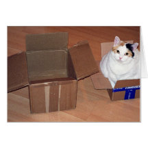 What do you mean I need a bigger size? Cards