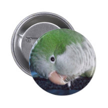 Whatcha Doin'? Quaker Parakeet Buttons