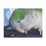 Whatcha Doin'? Quaker Parakeet Post Cards