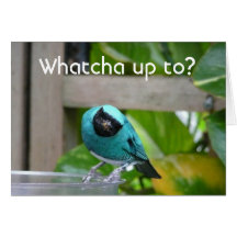 Whatcha up to? greeting cards