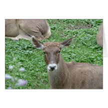 Whatcha up to? greeting cards